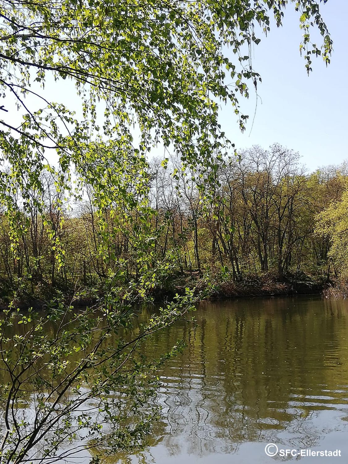 Weiher im Herbst